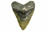Fossil Megalodon Tooth - North Carolina #361719-1